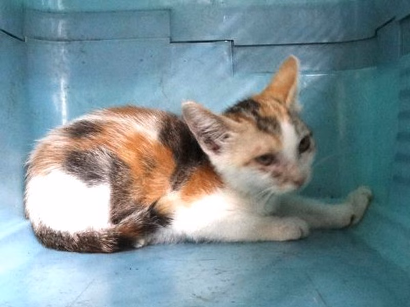 Calico young mixed-breed cat, Medium, shelter no. …1474