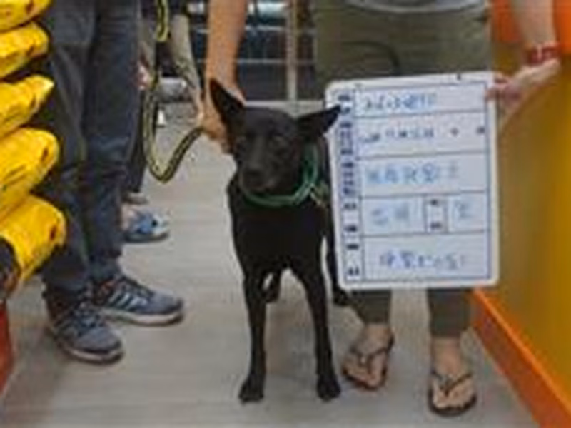 Black adult male mixed-breed dog, Large, shelter no. …089D