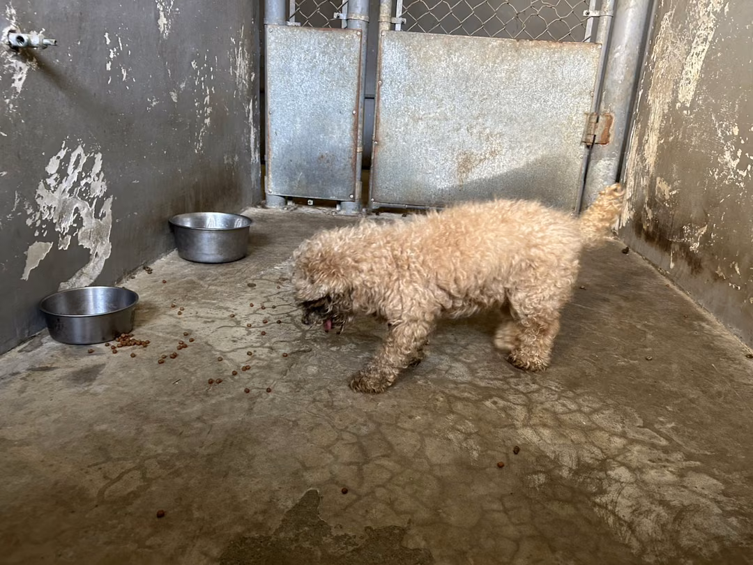 poodle (Babae, Matanda na, kayumanggi), Maliit, blg. ng shelter …7001