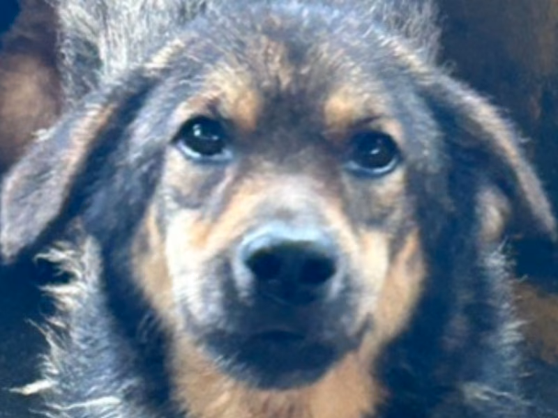 Black-and-tan adult female mixed-breed dog, Large, shelter no. …9018