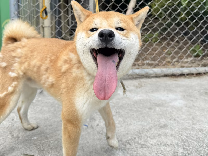 Tan adult male Shiba Inu, Medium, shelter no. …6002