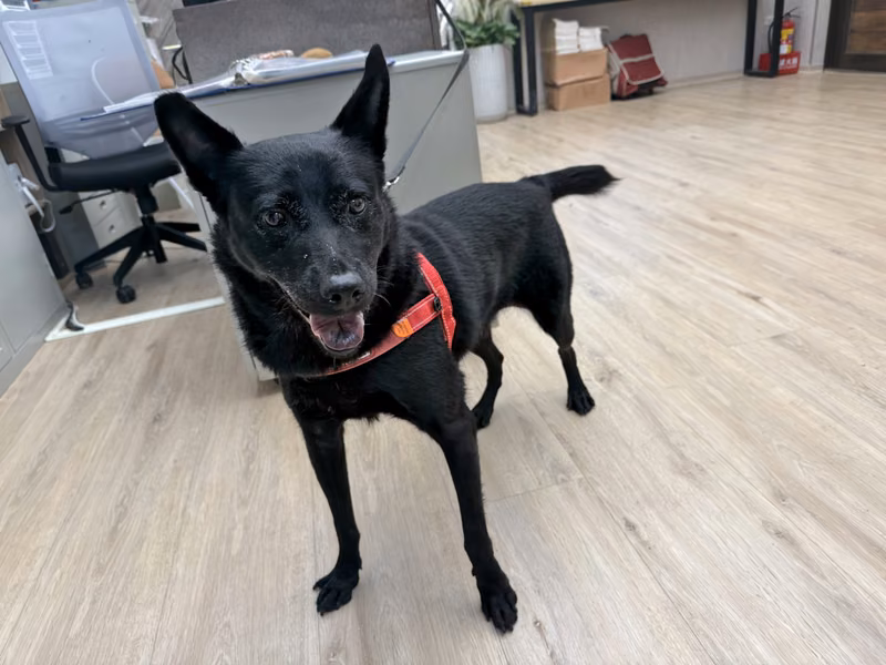 Black adult female mixed-breed dog, Medium, shelter no. …4011