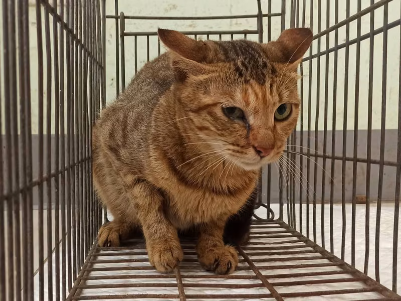 Adult female mixed-breed cat, Small, shelter no. …9C01