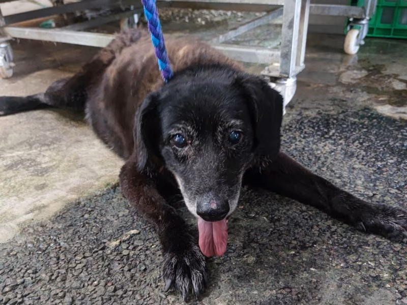 Black adult female mixed-breed dog, Medium, shelter no. …3001