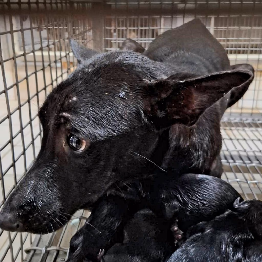 Black adult female mixed-breed dog, Medium, shelter no. …5-07