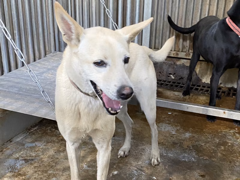 Tan adult female mixed-breed dog, Medium, shelter no. …3-17
