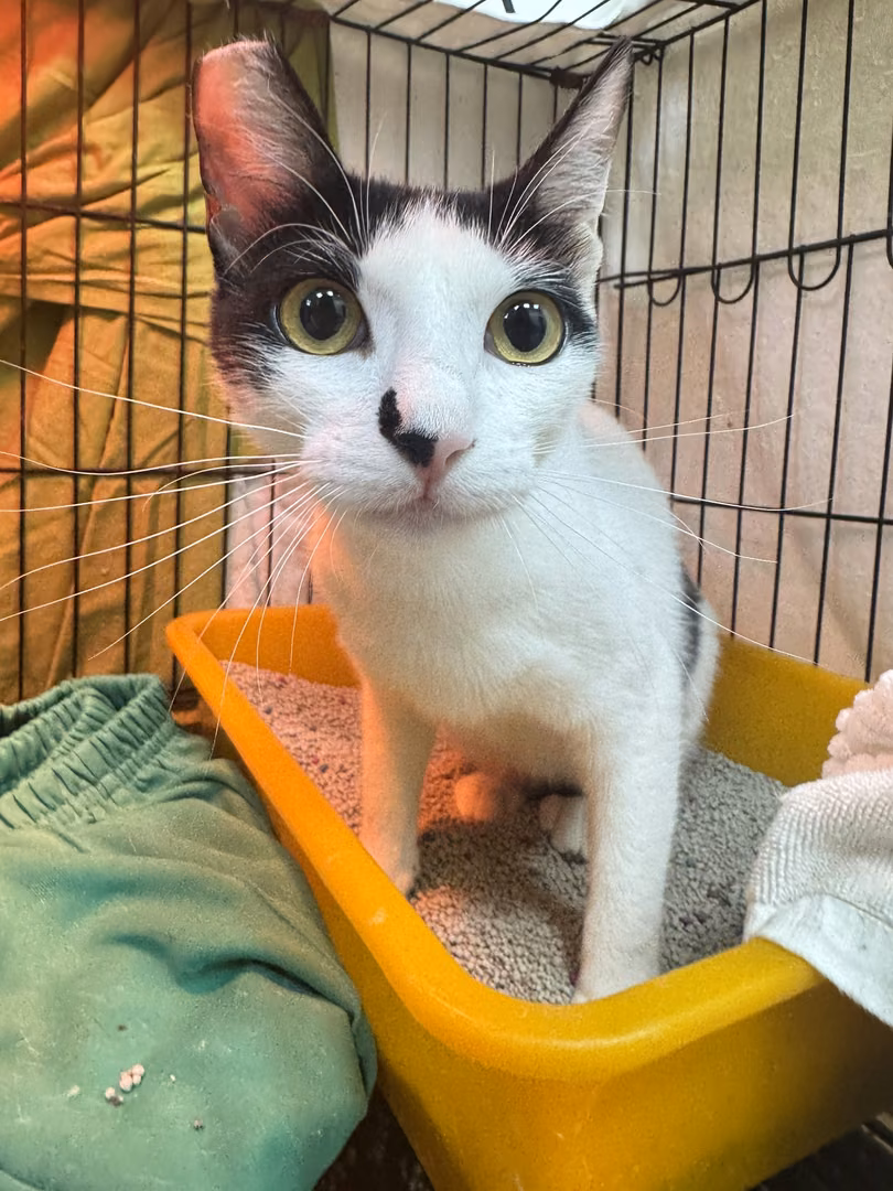Black-and-white adult female mixed-breed cat, Small, shelter no. …0005