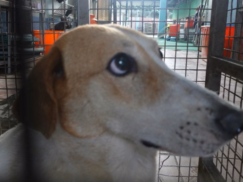 Tan-and-white adult male mixed-breed dog, Medium, shelter no. …0-04