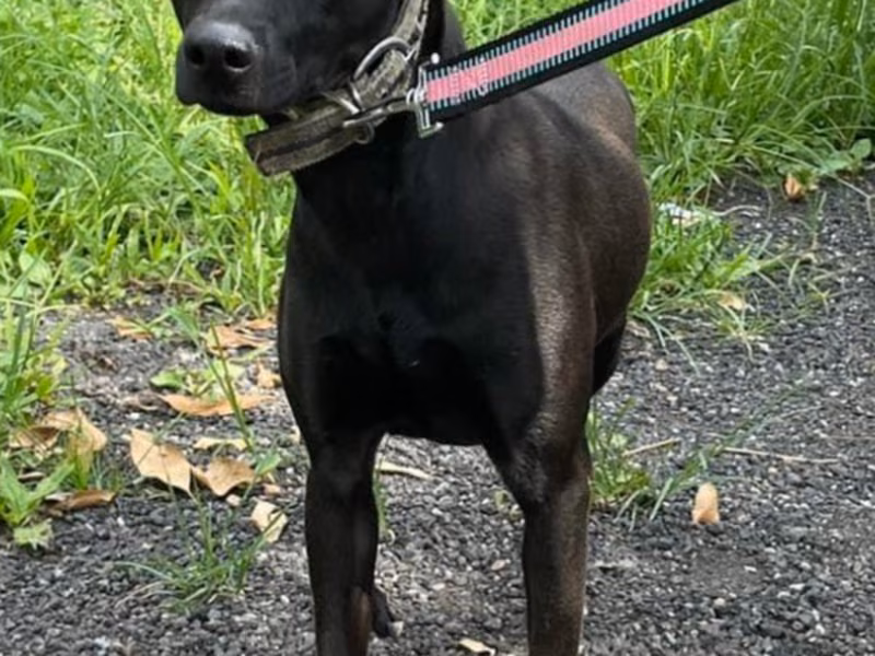 Black adult female mixed-breed dog, Medium, shelter no. …9011