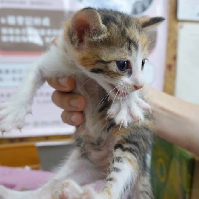 Calico young female mixed-breed cat, Small, shelter no. …8-06