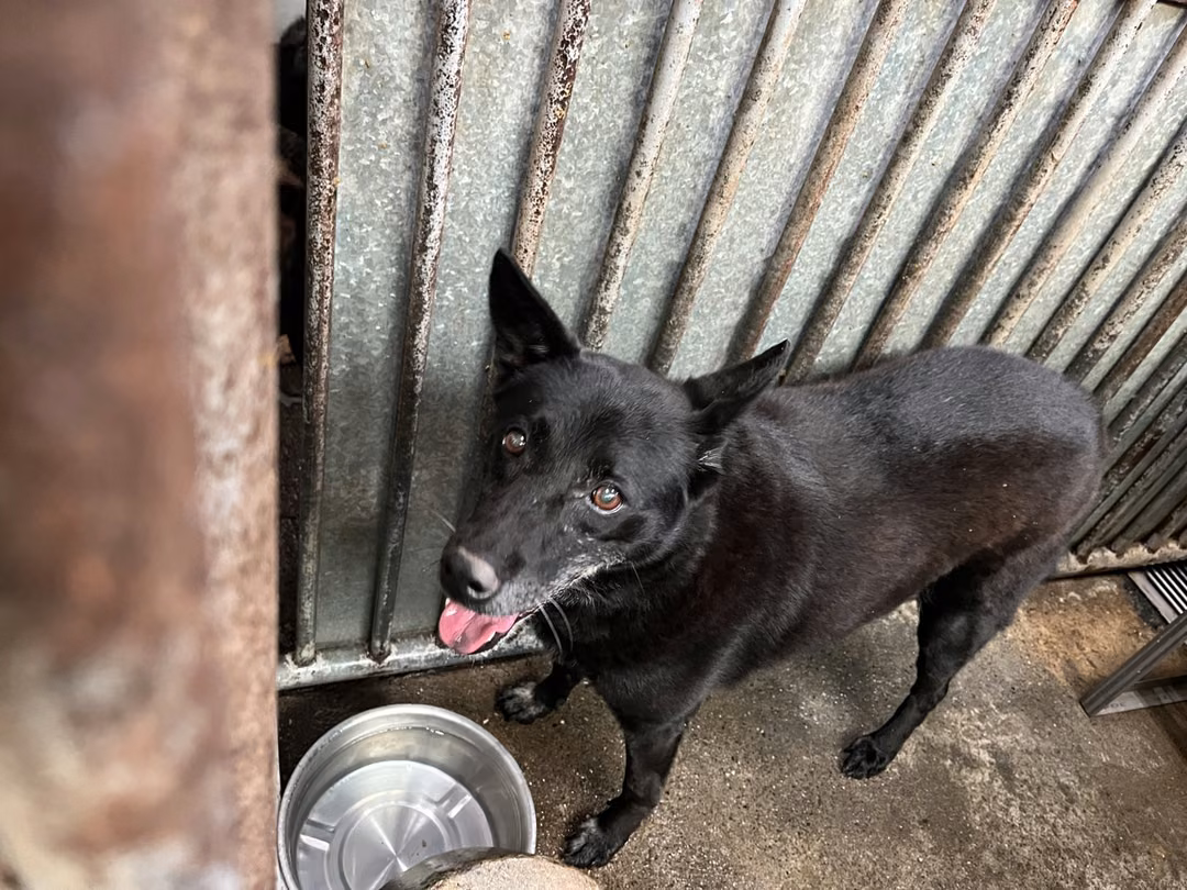 Black adult female mixed-breed dog, Medium, shelter no. …4003