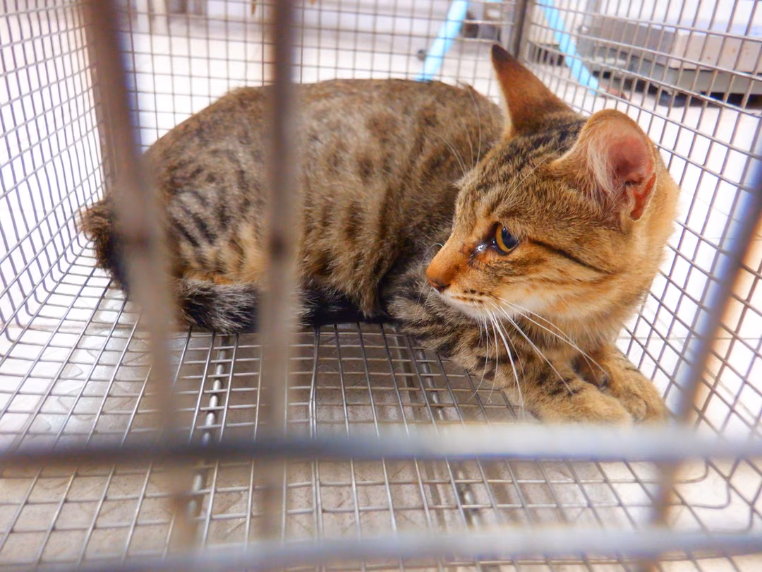 Pusang halo ang lahi (Babae, Matanda na, may guhit), Maliit, blg. ng shelter …14C9