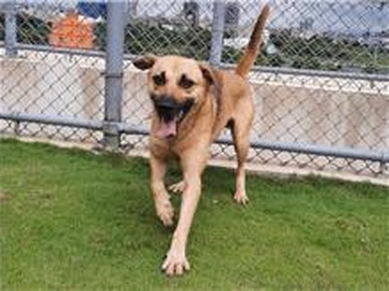 Brown adult male mixed-breed dog, Large, shelter no. …7002