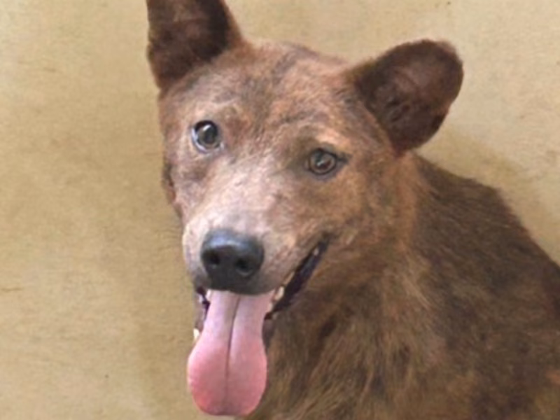 Tan adult male mixed-breed dog, Medium, shelter no. …2022