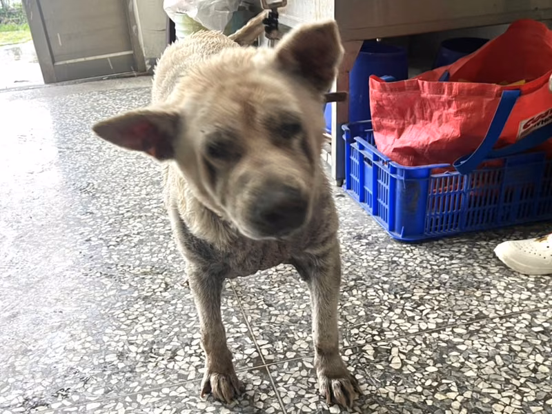White adult female mixed-breed dog, Large, shelter no. …2A21