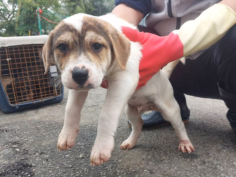 Calico young male mixed-breed dog, Medium, shelter no. …0002