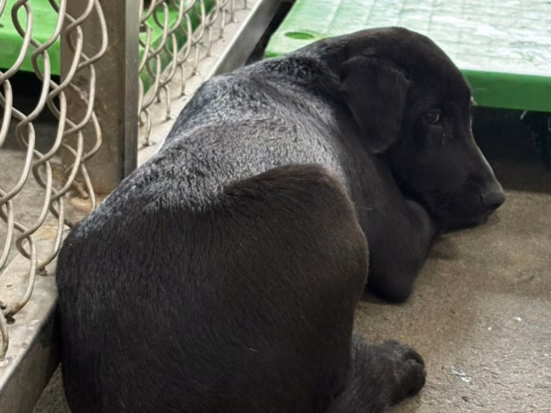 Black adult female mixed-breed dog, Medium, shelter no. …7002