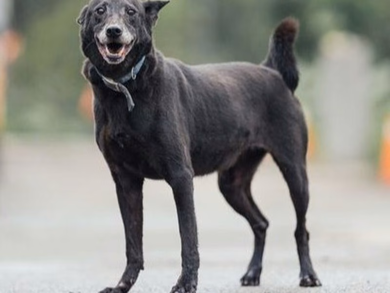Black adult female mixed-breed dog, Medium, shelter no. …2002