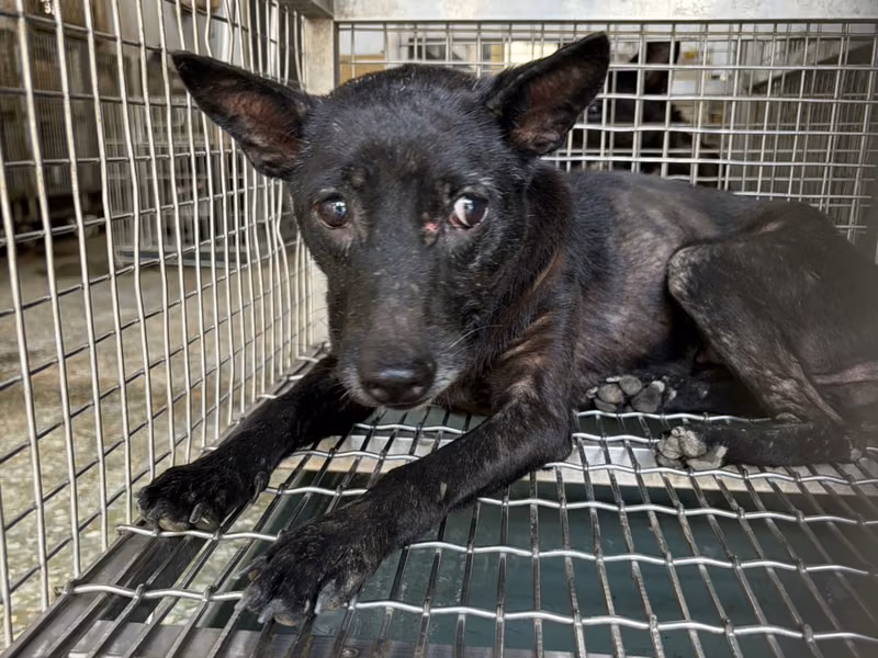 Black adult female mixed-breed dog, Medium, shelter no. …04-B