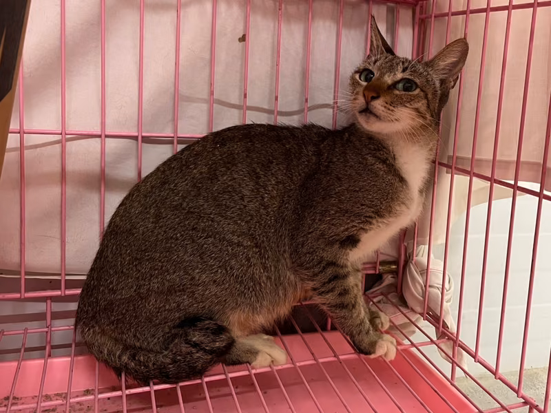 Tabby adult female mixed-breed cat, Medium, shelter no. …1407