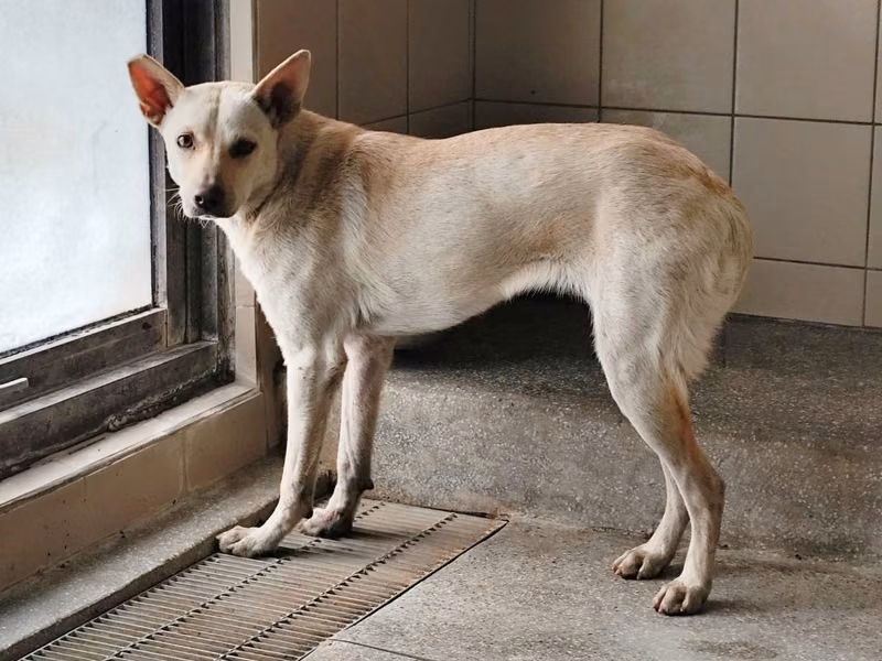 White adult female mixed-breed dog, Large, shelter no. …1606