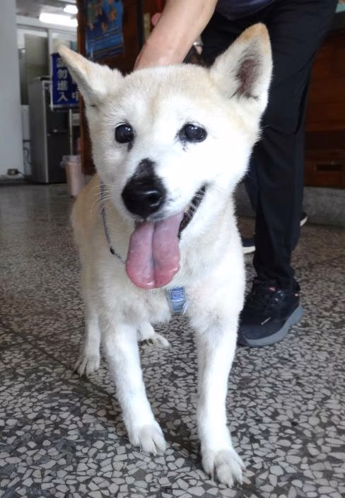 Tan-and-white adult male Shiba Inu, Large, shelter no. …1636