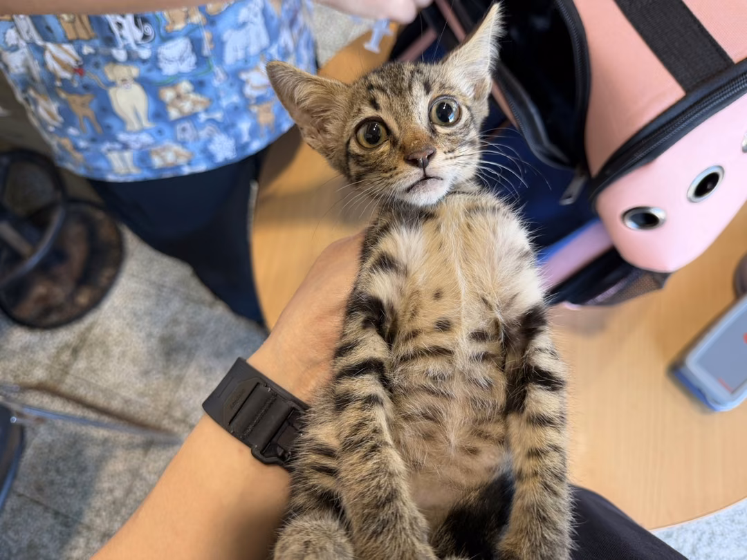 Black tabby young male mixed-breed cat, Small, shelter no. …7002