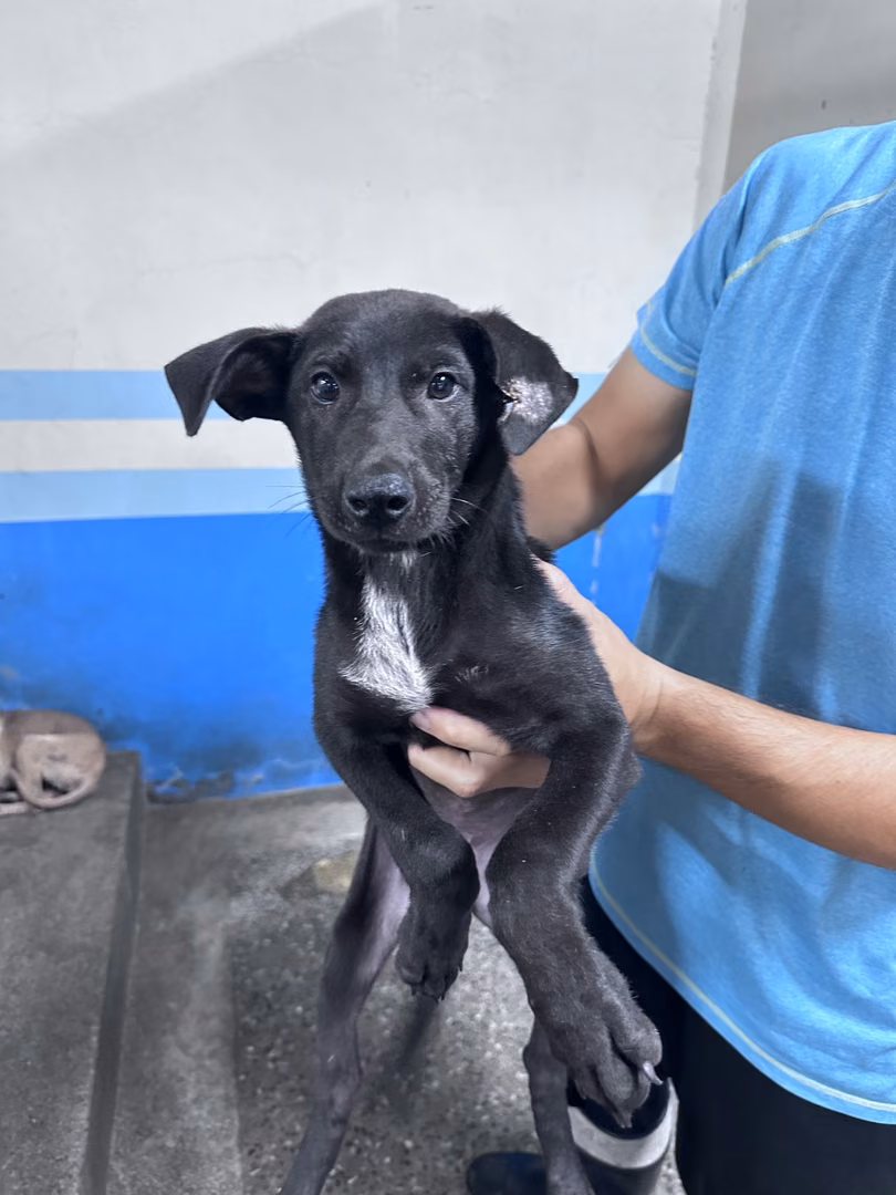 Black young male mixed-breed dog, Medium, shelter no. …7001