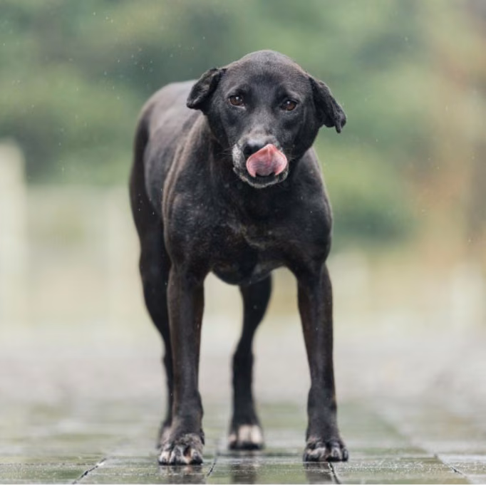 Black adult female mixed-breed dog, Large, shelter no. …4006