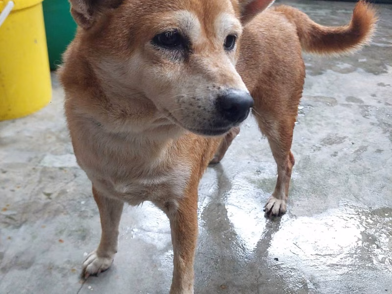 Brown adult female Shiba Inu, Medium, shelter no. …6001