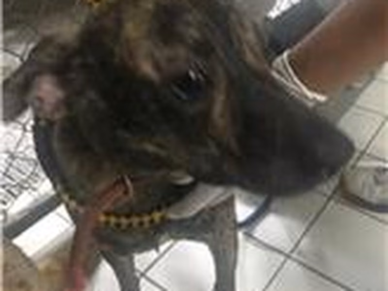 Tabby male mixed-breed dog, Medium, shelter no. …2007