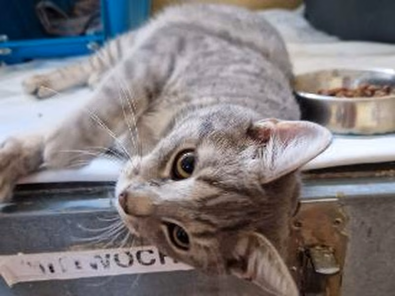 Gray tabby female mixed-breed cat, shelter no. …3921