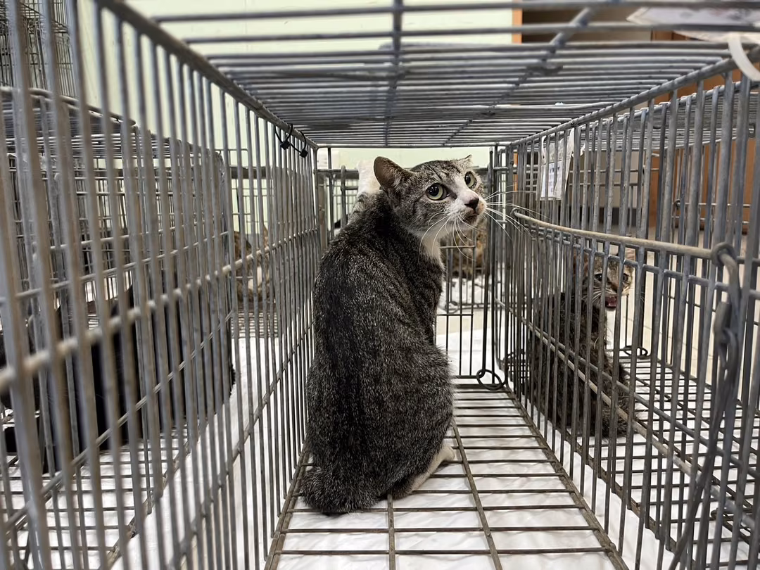 Adult female mixed-breed cat, Small, shelter no. …2C05