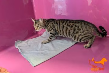 Brown tabby adult female European Shorthair, shelter no. …4279