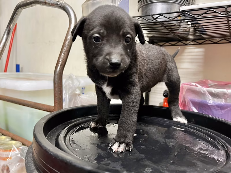 Black young male mixed-breed dog, Small, shelter no. …2004