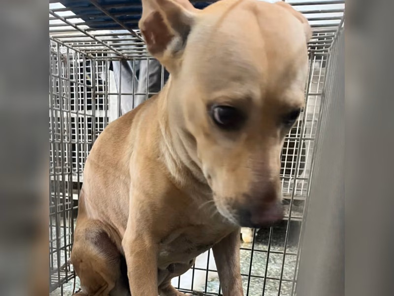 Tan adult female mixed-breed dog, Medium, shelter no. …6-05
