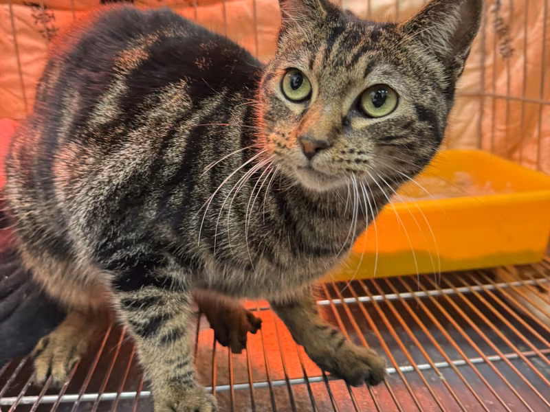 Tabby adult female mixed-breed cat, Small, shelter no. …0001