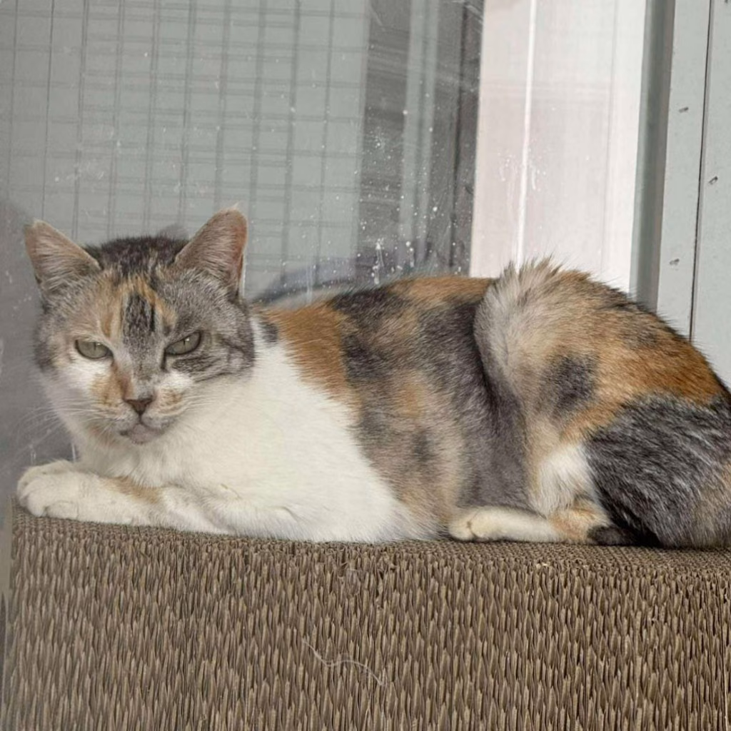 Patched adult female mixed-breed cat, Large, shelter no. …1001