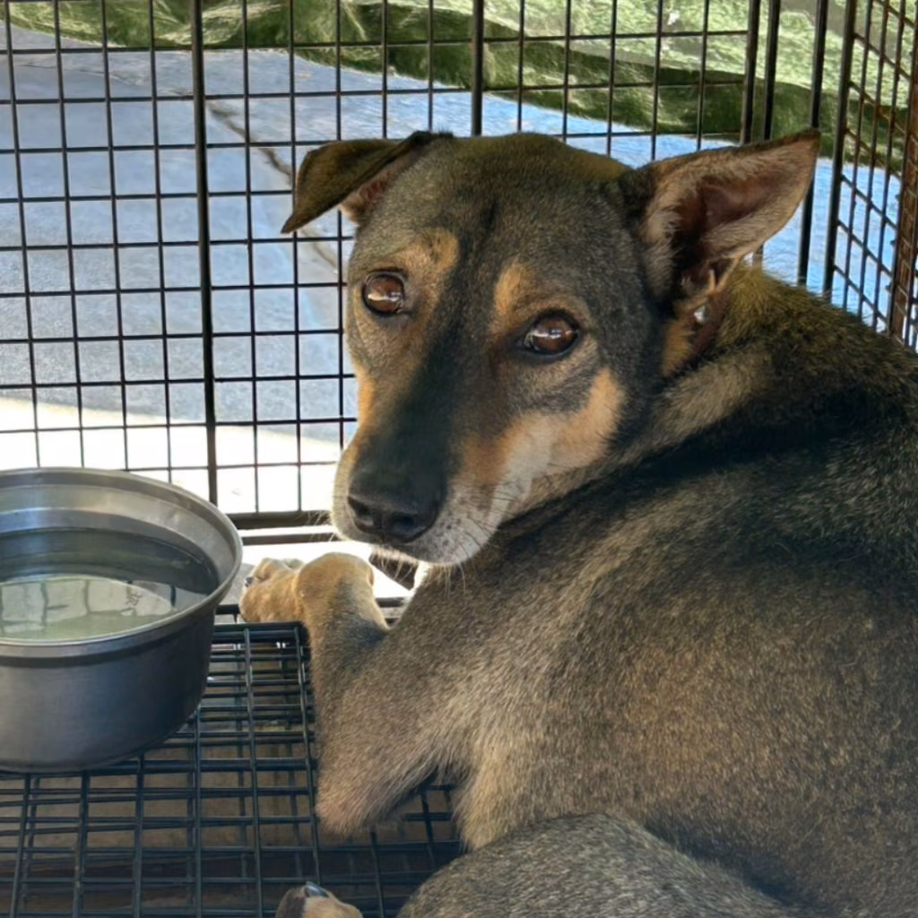 Black-and-tan adult male mixed-breed dog, Large, shelter no. …2018