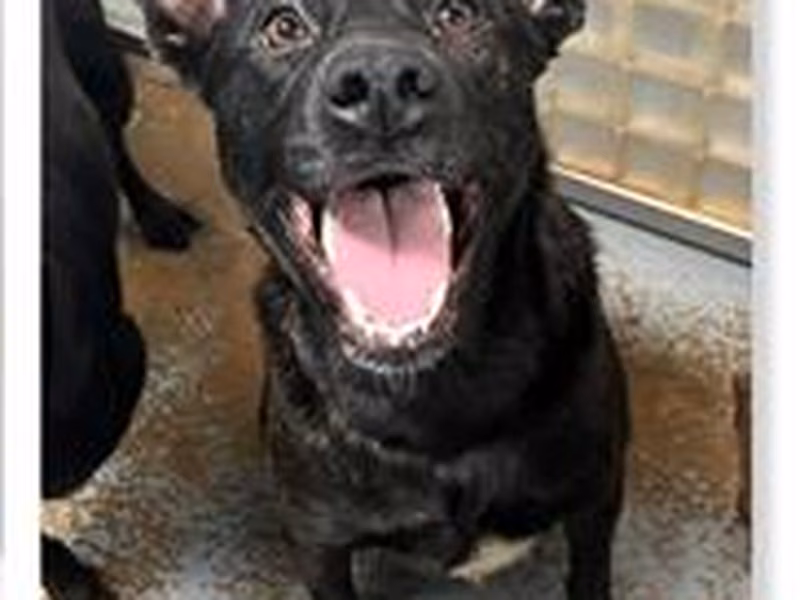 Black tabby adult female mixed-breed dog, Medium, shelter no. …0506