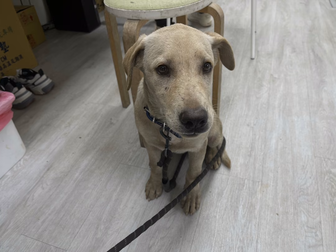 Tan young female mixed-breed dog, Medium, shelter no. …2001