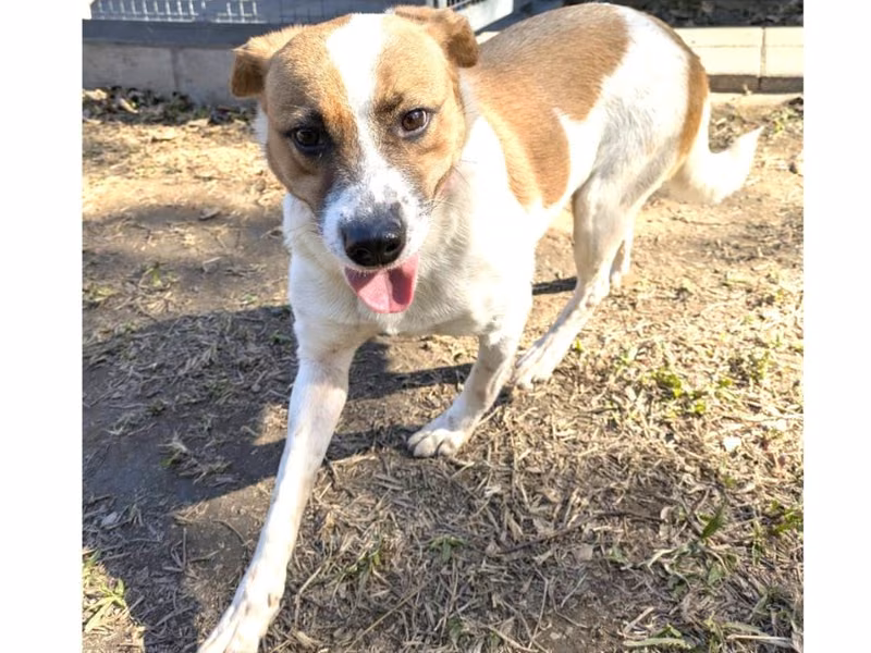 Tan-and-white adult female mixed-breed dog, Medium, shelter no. …7013