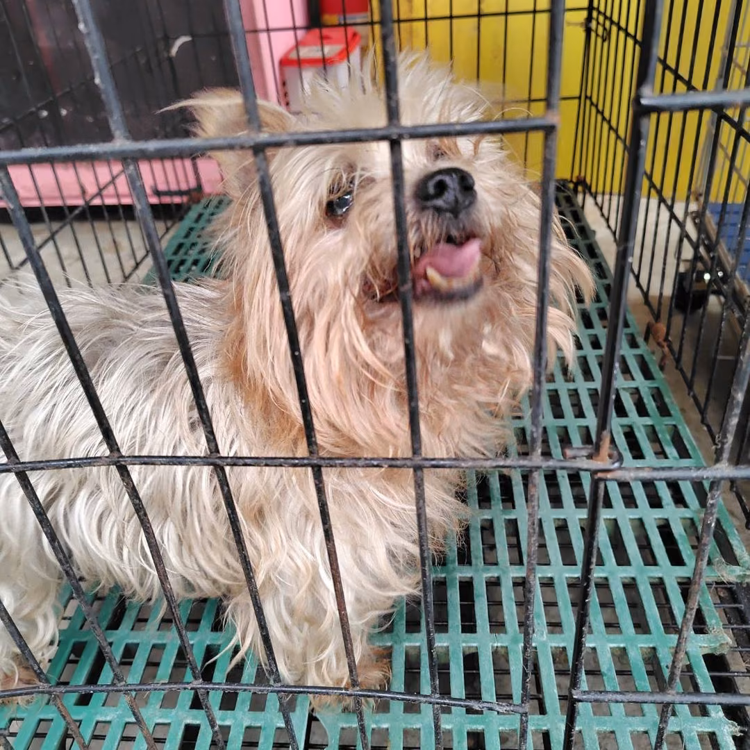 Brown adult male Yorkshire Terrier, Small, shelter no. …1001