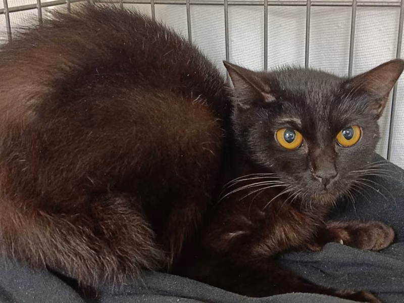 Black young female mixed-breed cat, Medium, shelter no. …6004