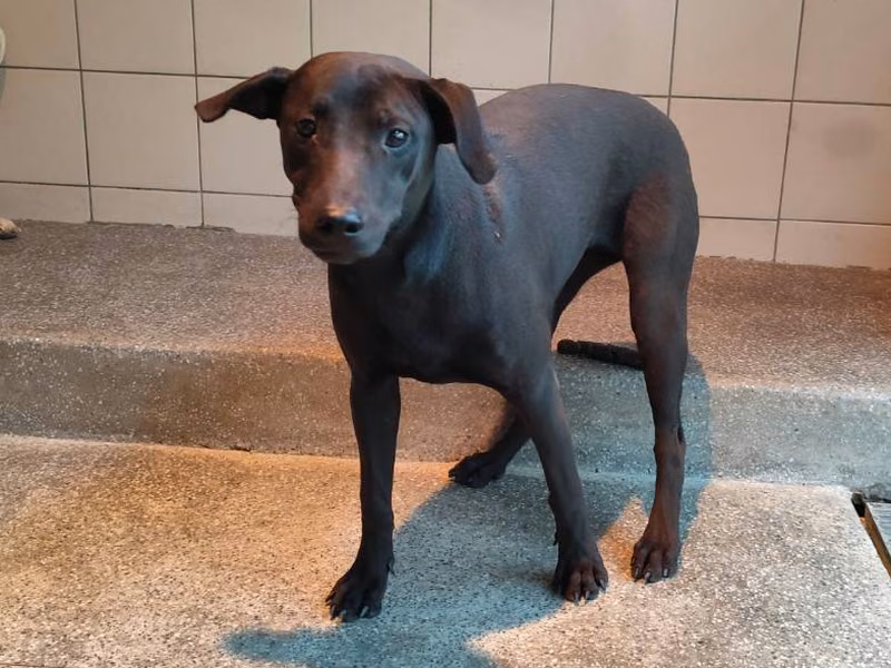 Black young female mixed-breed dog, Large, shelter no. …1601