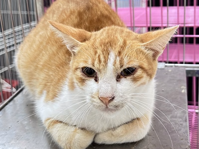 Orange-and-white adult male mixed-breed cat, Large, shelter no. …7001