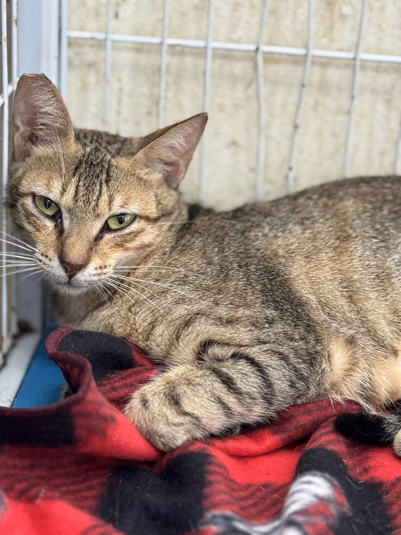 Tabby adult female mixed-breed cat, Large, shelter no. …5006