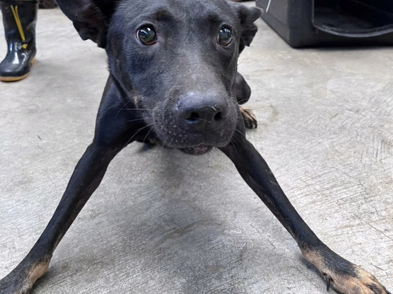 Black-and-tan adult female mixed-breed dog, Large, shelter no. …6003