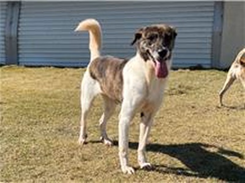 Tabby-and-white adult female mixed-breed dog, Medium, shelter no. …4001