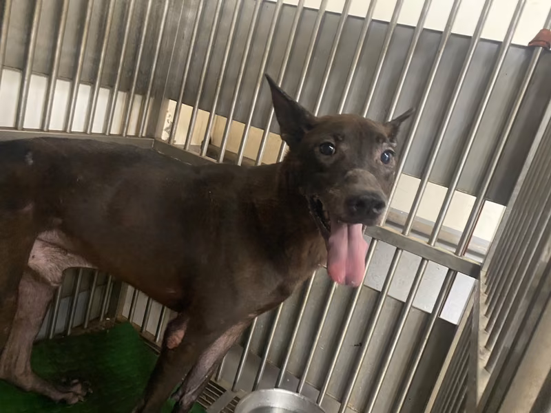 Black adult male mixed-breed dog, Medium, shelter no. …9001
